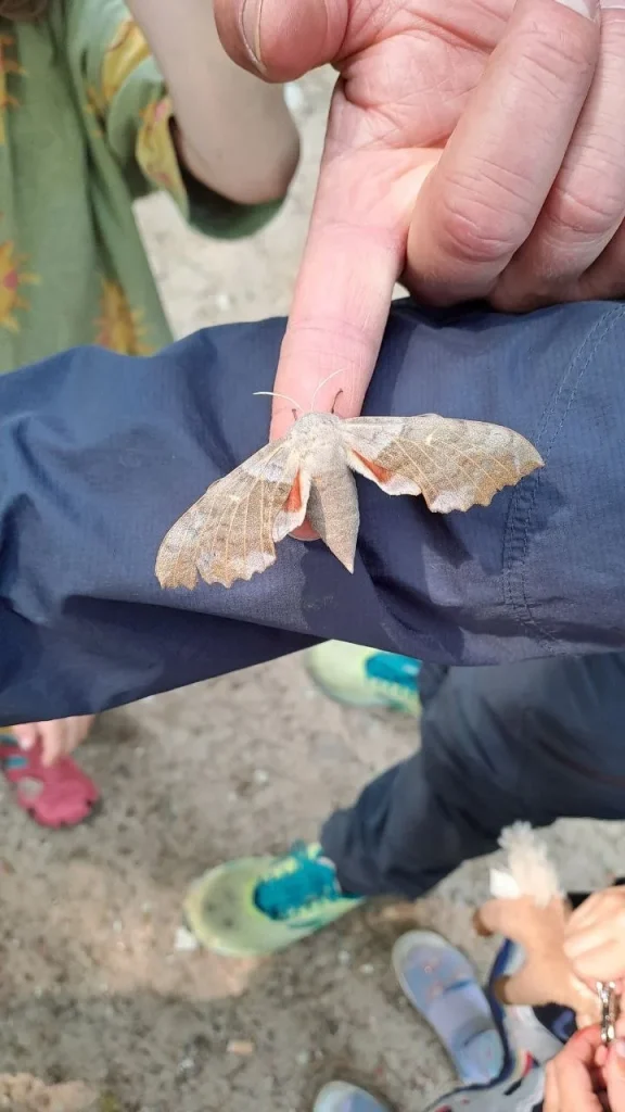 Nachtfalter zu Besuch