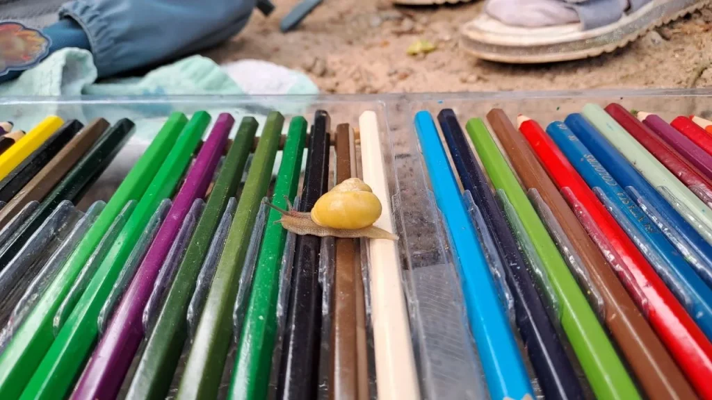 Eine Schnecke auf Wanderschaft