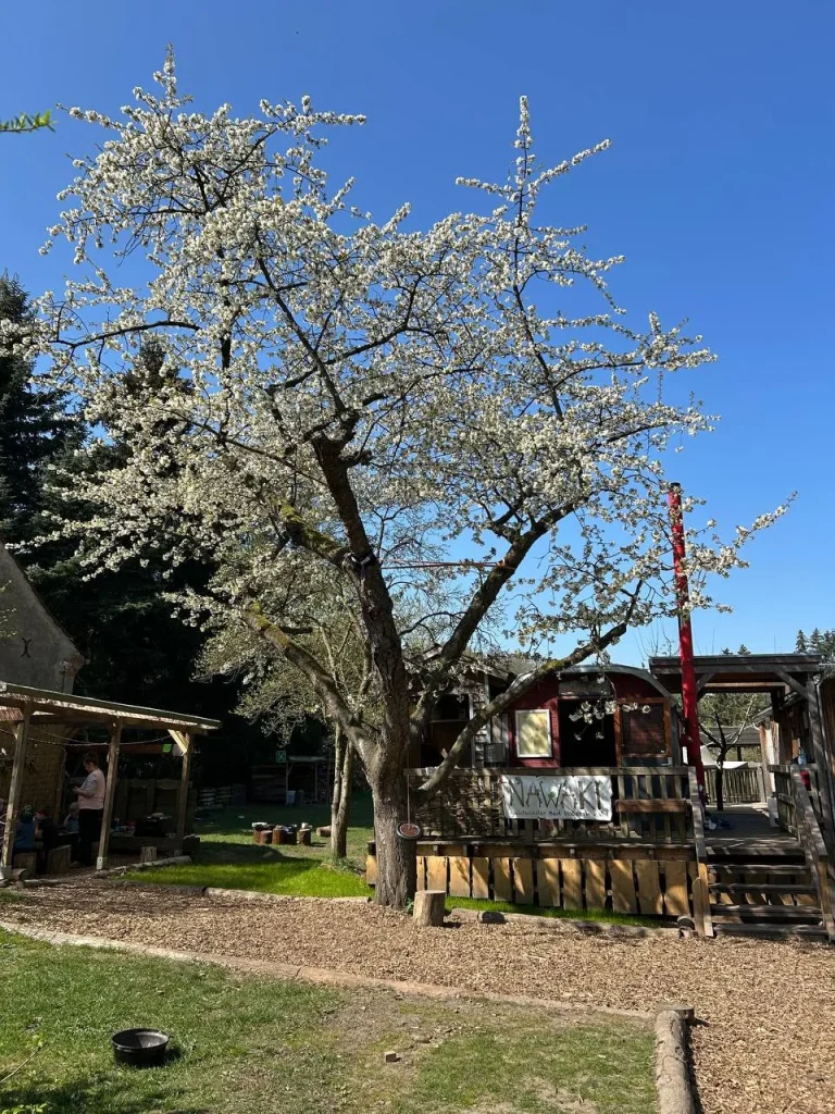 Kirschblüte über dem Platz
