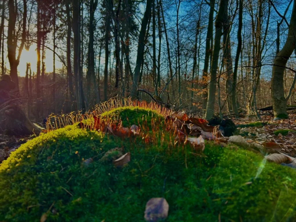 Moos im Gegenlicht