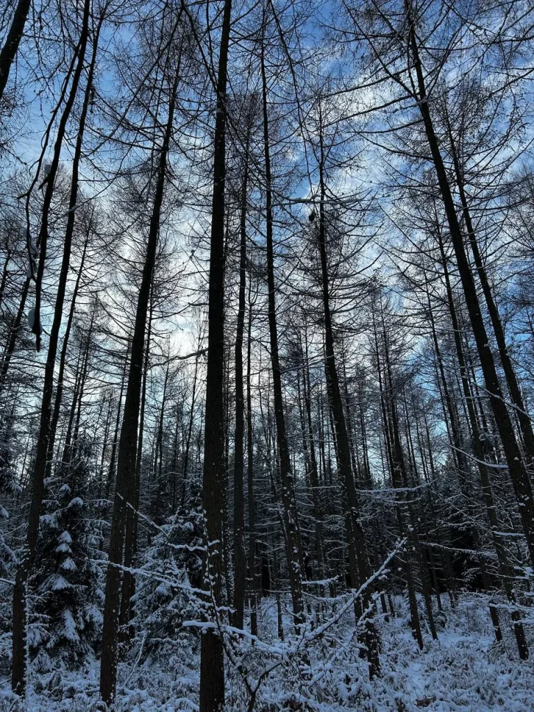 Der Kellerswald im Winter
